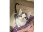 Adopt Bosco a Domestic Short Hair