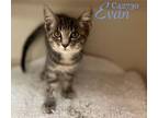 Adopt Evan a Domestic Short Hair