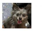 Adopt Blaine a Pomeranian
