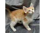 Adopt Louis a Domestic Short Hair