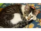 Adopt MERLIN a Domestic Short Hair