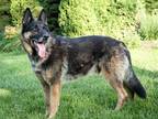 Adopt TRAVIS a German Shepherd Dog