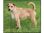 Adopt OTTO a Terrier
