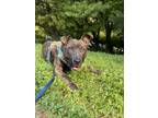 Adopt Kurt a Pit Bull Terrier, Mixed Breed
