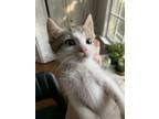 Adopt Stuart a Domestic Short Hair