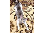 Adopt Kiki a Domestic Short Hair