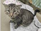 Adopt Doc a Domestic Short Hair