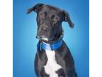 Adopt Bunsen a Mixed Breed