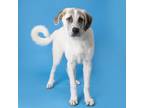 Adopt Baxter a Great Pyrenees