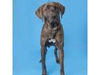 Adopt Lou a Mixed Breed