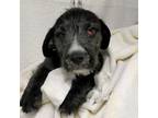Adopt Ernie a Mixed Breed