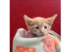 Adopt Top Ramen a Domestic Short Hair