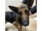 Adopt Cecil a German Shepherd Dog
