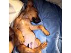 Adopt Lyles a Boxer, Mixed Breed