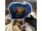 Adopt Quincy a Boxer, Mixed Breed