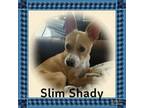 Adopt SLIM SHADY a Basenji, Terrier