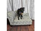 Adopt Scooter a Pug