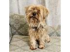 Adopt Tucker - In Foster a Yorkshire Terrier