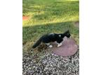 Adopt Taz SC a Domestic Short Hair