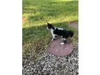Adopt Oreo SC a Domestic Short Hair