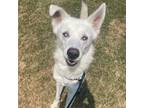 Adopt Arctic a Husky, Mixed Breed