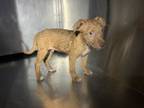 Adopt 56583493 a Pit Bull Terrier, Mixed Breed