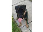 Adopt 56583929 a Rottweiler, Mixed Breed