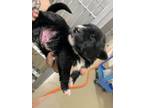 Adopt 56585239 a Retriever, Mixed Breed
