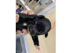 Adopt 56585035 a Retriever, Mixed Breed