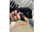Adopt 56585236 a Retriever, Mixed Breed