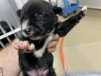 Adopt 56585028 a Retriever, Mixed Breed