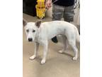 Adopt 56586250 a Husky, Mixed Breed