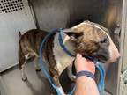 Adopt 56586326 a Bull Terrier, Mixed Breed