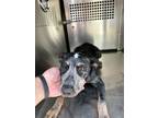 Adopt 56586321 a Australian Cattle Dog / Blue Heeler, Mixed Breed