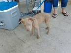 Adopt 56586374 a American Staffordshire Terrier, Mixed Breed