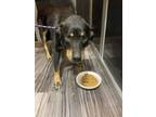 Adopt Lucky a Rottweiler, Mixed Breed