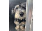 Adopt 56587387 a Schnauzer, Mixed Breed