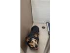 Adopt Oliver a Corgi, Australian Cattle Dog / Blue Heeler
