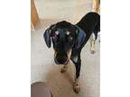 Adopt 56587008 a Doberman Pinscher, Mixed Breed