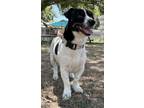 Adopt Tonka a Dachshund, Mixed Breed
