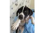 Adopt Neptune a American Staffordshire Terrier, Mixed Breed