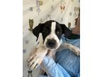 Adopt Mars a American Staffordshire Terrier, Mixed Breed