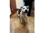 Adopt Drumstick a American Staffordshire Terrier, Mixed Breed