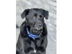 Adopt Dagr a Black Labrador Retriever