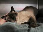 Adopt Shawn a Domestic Medium Hair
