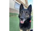 Adopt Zero a German Shepherd Dog