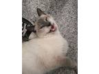 Adopt Donny a Siamese