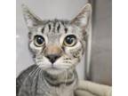 Adopt Roland a Domestic Short Hair