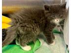 Adopt Simba a Domestic Long Hair