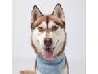 Adopt Osito a Husky